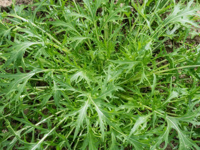 有機種子（ポルトガルVIVAS） ミズナ 約150粒 